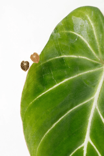 Philodendron Gloriosum Metal Stud Earrings - Serene Rage LLC